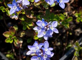 Rozrazil turecký - Veronica liwanensis