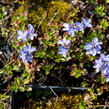 Rozrazil turecký - Veronica liwanensis