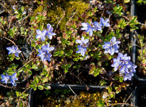 Rozrazil turecký - Veronica liwanensis