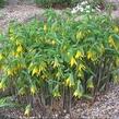 Uvularie velkokvětá - Uvularia grandiflora