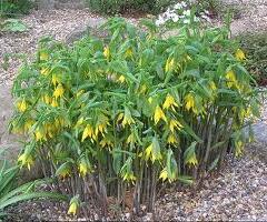 Uvularie velkokvětá - Uvularia grandiflora