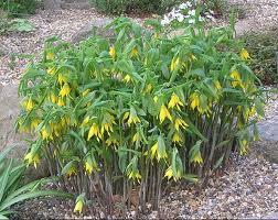 Uvularie velkokvětá - Uvularia grandiflora