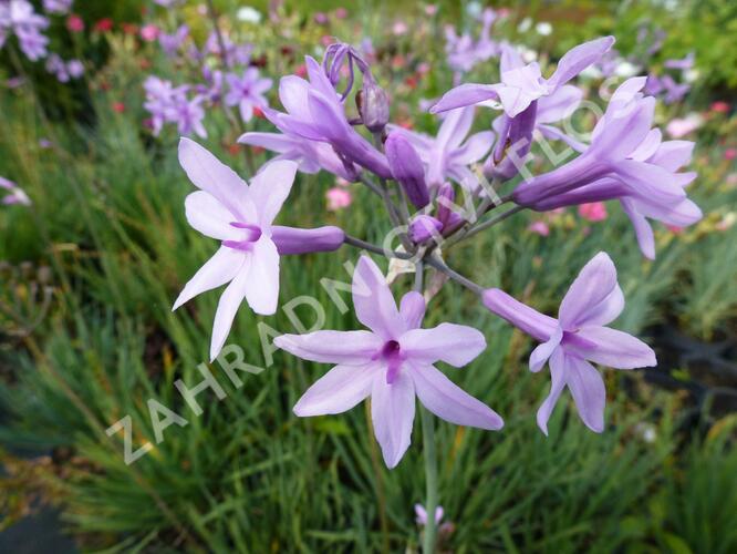 Tulbagie, česnek pokojový 'Maulwurfschreck' - Tulbaghia violacea 'Maulwurfschreck'