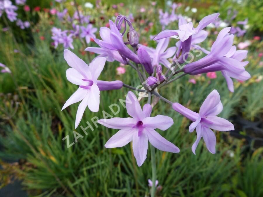 Tulbagie, česnek pokojový 'Maulwurfschreck' - Tulbaghia violacea 'Maulwurfschreck'