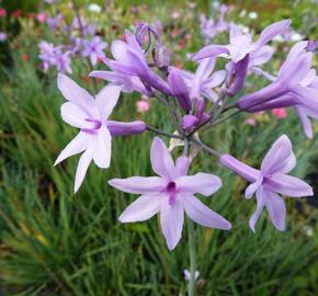 Tulbagie, česnek pokojový 'Maulwurfschreck' - Tulbaghia violacea 'Maulwurfschreck'