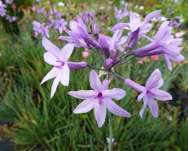 Tulbagie, česnek pokojový 'Maulwurfschreck'