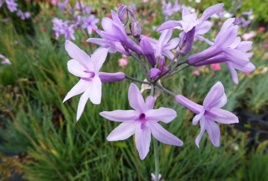Tulbagie, česnek pokojový 'Maulwurfschreck' - Tulbaghia violacea 'Maulwurfschreck'