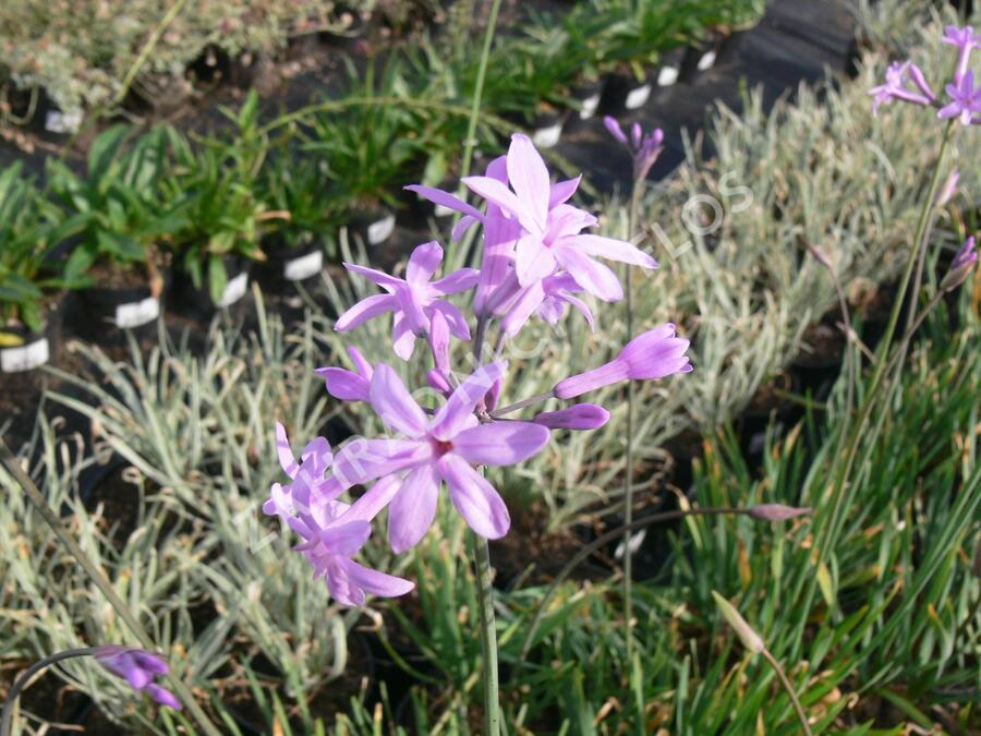 Tulbagie, česnek pokojový 'Maulwurfschreck' - Tulbaghia violacea 'Maulwurfschreck'
