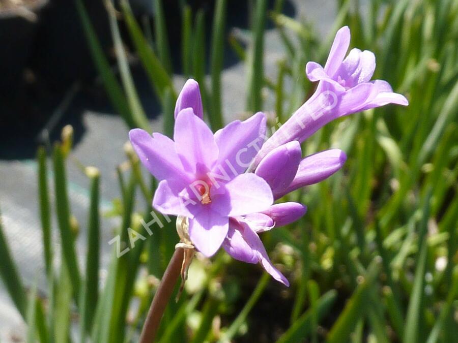 Tulbagie, česnek pokojový 'Maulwurfschreck' - Tulbaghia violacea 'Maulwurfschreck'