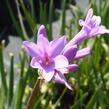 Tulbagie, česnek pokojový 'Maulwurfschreck' - Tulbaghia violacea 'Maulwurfschreck'