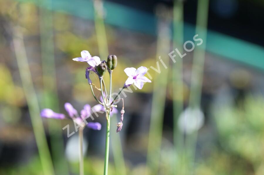 Tulbagie, česnek pokojový 'Maulwurfschreck' - Tulbaghia violacea 'Maulwurfschreck'