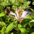 Liliovka srstnatá, hadí lilie 'Taiwan Adbane' - Tricyrtis hirta 'Taiwan Adbane'