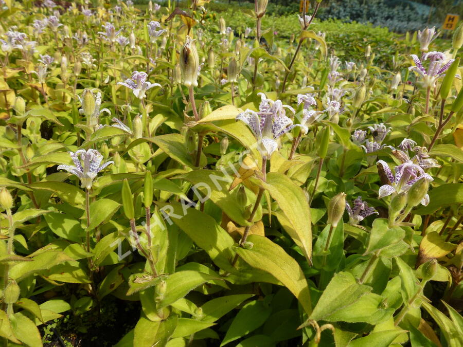 Liliovka srstnatá, hadí lilie - Tricyrtis hirta