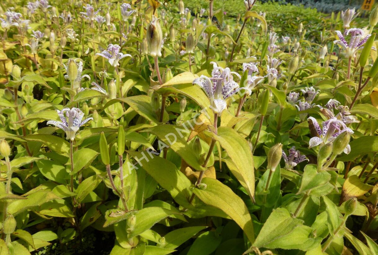 Liliovka srstnatá, hadí lilie - Tricyrtis hirta