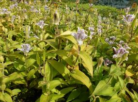 Liliovka srstnatá, hadí lilie - Tricyrtis hirta