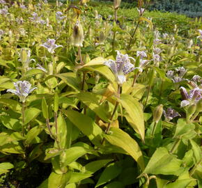 Liliovka srstnatá, hadí lilie - Tricyrtis hirta