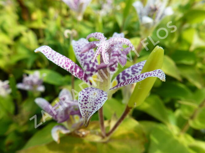 Liliovka srstnatá, hadí lilie - Tricyrtis hirta