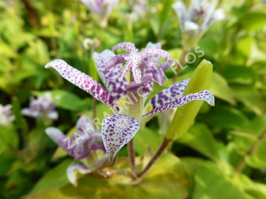 Liliovka srstnatá, hadí lilie - Tricyrtis hirta