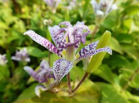 Liliovka srstnatá, hadí lilie - Tricyrtis hirta