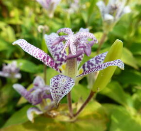 Liliovka srstnatá, hadí lilie - Tricyrtis hirta