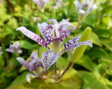 Liliovka srstnatá, hadí lilie