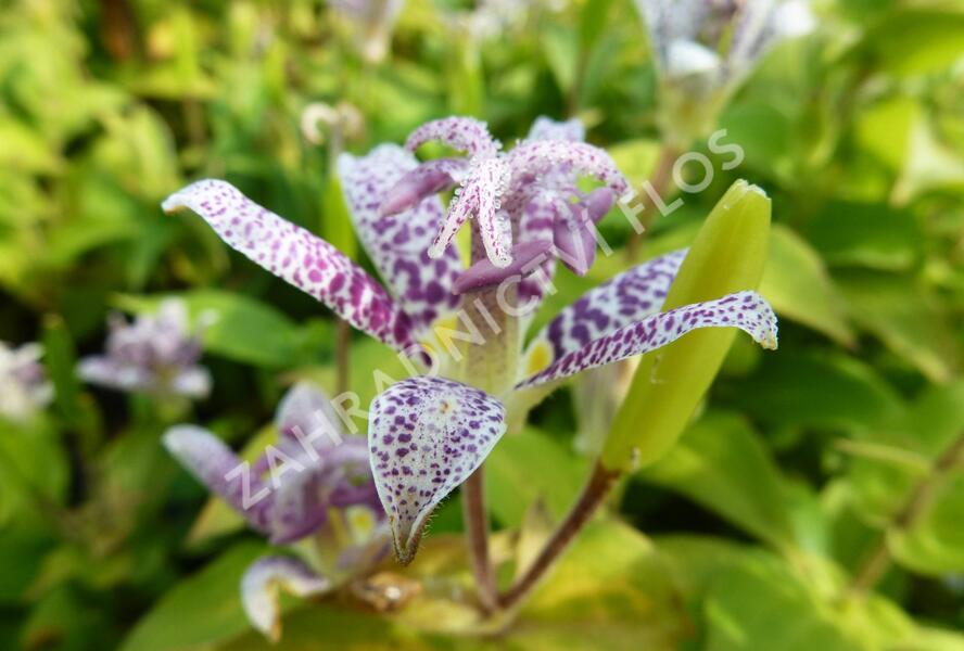 Liliovka srstnatá, hadí lilie - Tricyrtis hirta