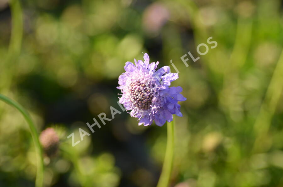 Hlaváč japonský - Scabiosa japonica var. alpina