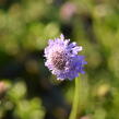 Hlaváč japonský - Scabiosa japonica var. alpina