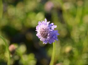 Hlaváč japonský - Scabiosa japonica var. alpina
