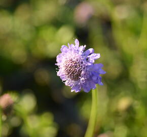 Hlaváč japonský - Scabiosa japonica var. alpina