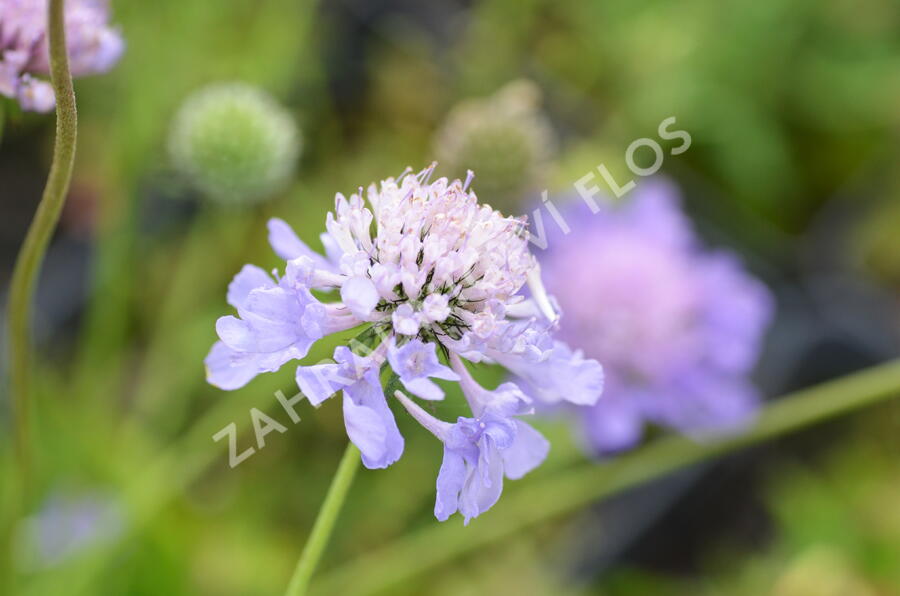 Hlaváč japonský - Scabiosa japonica var. alpina