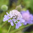 Hlaváč japonský - Scabiosa japonica var. alpina