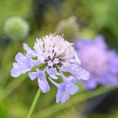 Hlaváč japonský - Scabiosa japonica var. alpina