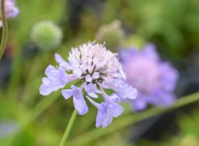 Hlaváč japonský - Scabiosa japonica var. alpina
