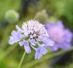 Hlaváč japonský - Scabiosa japonica var. alpina