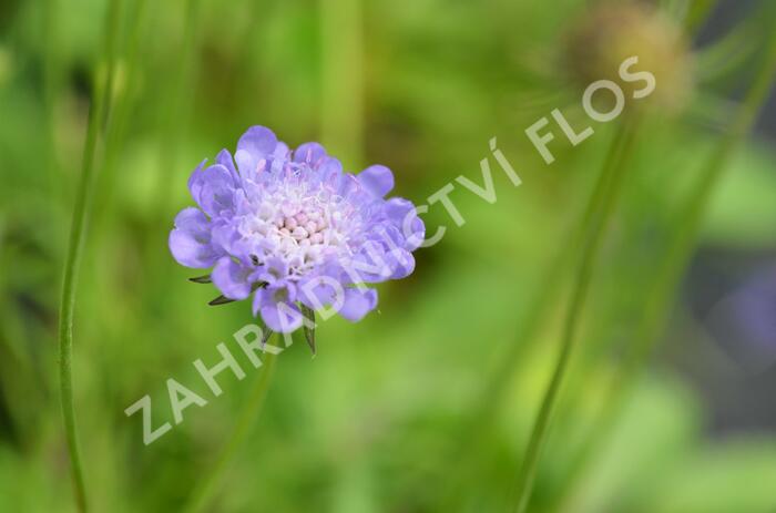 Hlaváč f. nana - Scabiosa columbaria f. nana