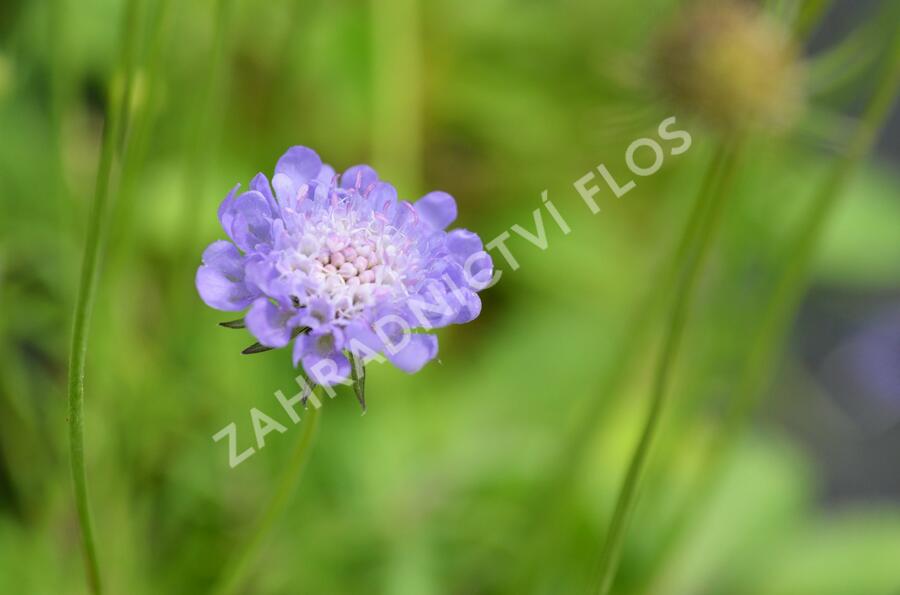 Hlaváč f. nana - Scabiosa columbaria f. nana