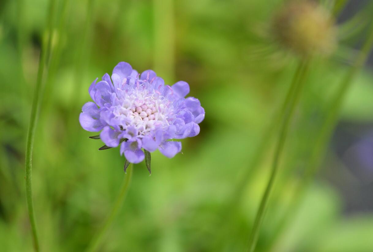 Hlaváč fialový nana - Scabiosa columbaria f. nana