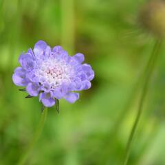 Hlaváč f. nana - Scabiosa columbaria f. nana