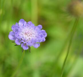 Hlaváč fialový nana - Scabiosa columbaria f. nana