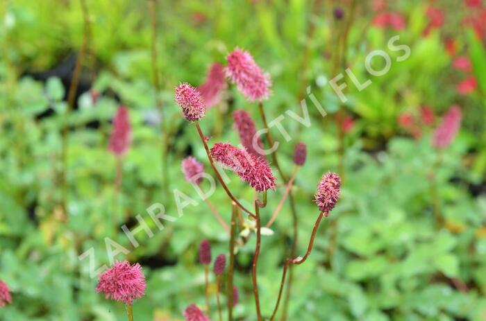 Krvavec Menziesův - Sanguisorba menziesii