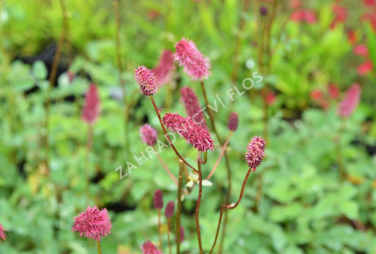 Krvavec Menziesův - Sanguisorba menziesii
