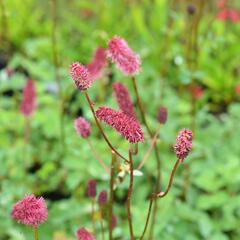 Krvavec Menziesův - Sanguisorba menziesii