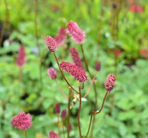 Krvavec Menziesův - Sanguisorba menziesii