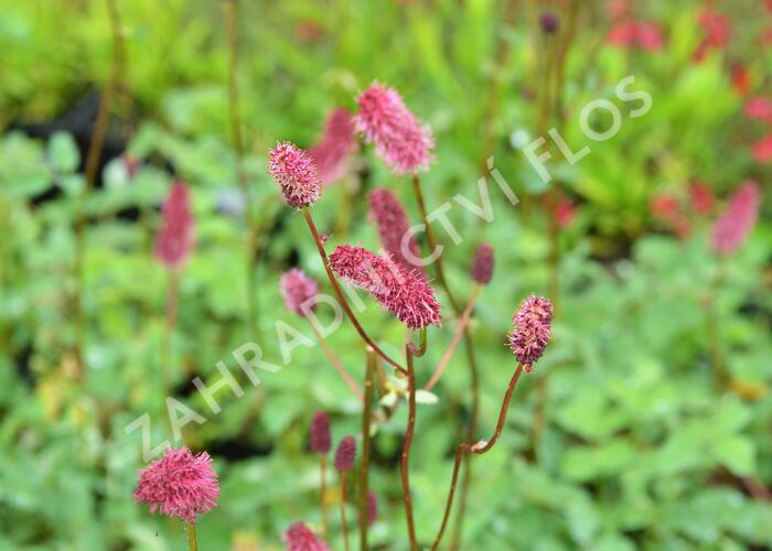 Krvavec Menziesův - Sanguisorba menziesii