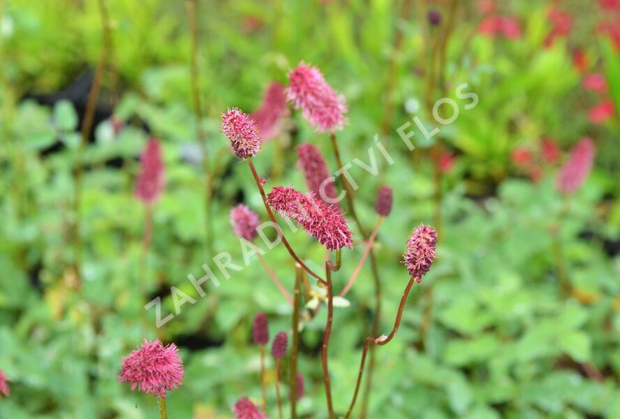 Krvavec Menziesův - Sanguisorba menziesii