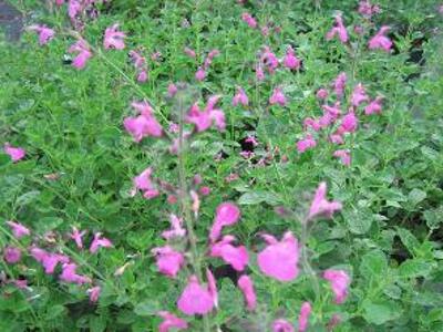 Šalvěj drobnolistá 'Pink Beauty' - Salvia microphylla 'Pink Beauty'