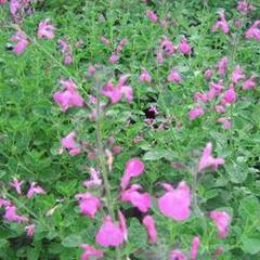 Šalvěj drobnolistá 'Pink Beauty' - Salvia microphylla 'Pink Beauty'