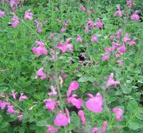 Šalvěj drobnolistá 'Pink Beauty' - Salvia microphylla 'Pink Beauty'
