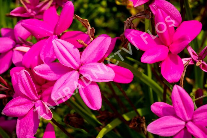 Rodohypoxis - Rhodohypoxis milloides